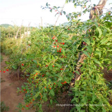 Chinese High Life Black Goji Berry Seedlings